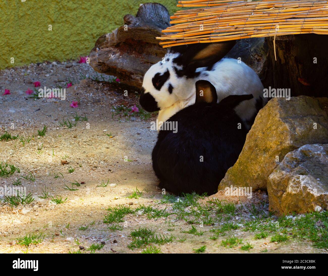 Die beiden Hasen fühlen sich wohl und sitzen im Schatten. Stockfoto