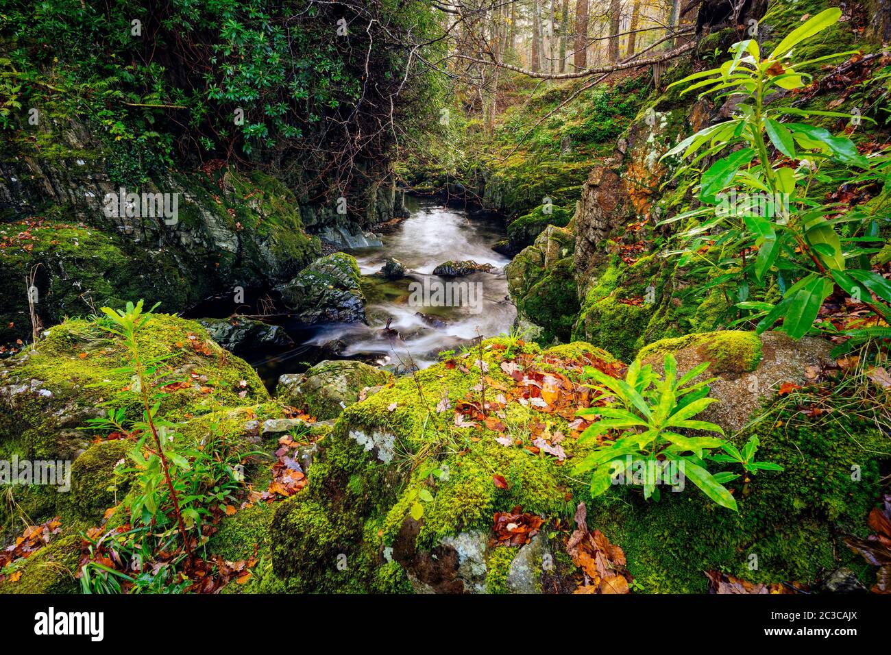 Kaskaden und Wasserfälle an Gebirgsbach oder Bach, zwischen moosigen Felsen im Tollymore Forest Park im Herbst, Newcastle, County Down, Nordirland Stockfoto