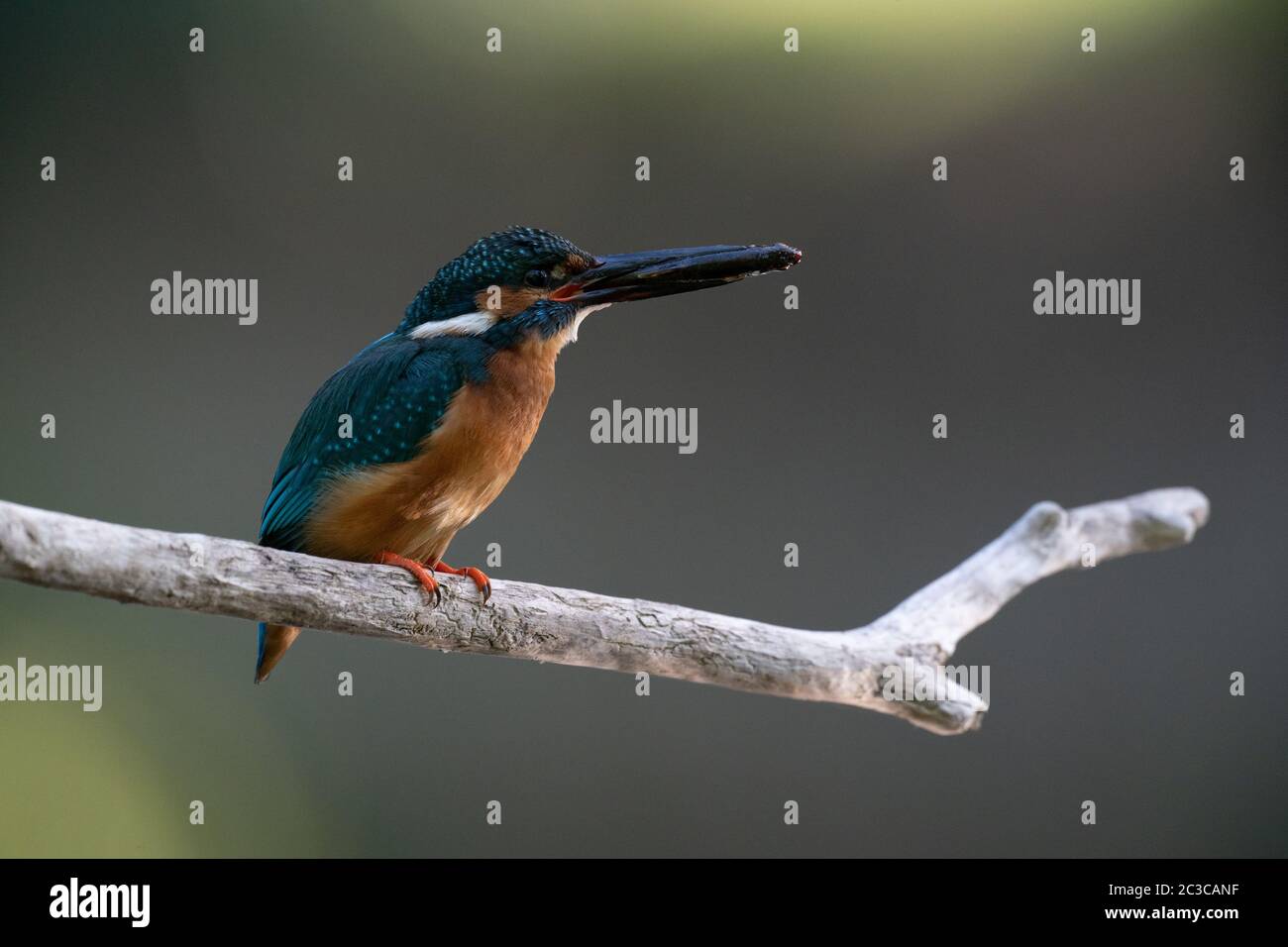 Eisvogel auf Barsch mit Fisch Stockfoto