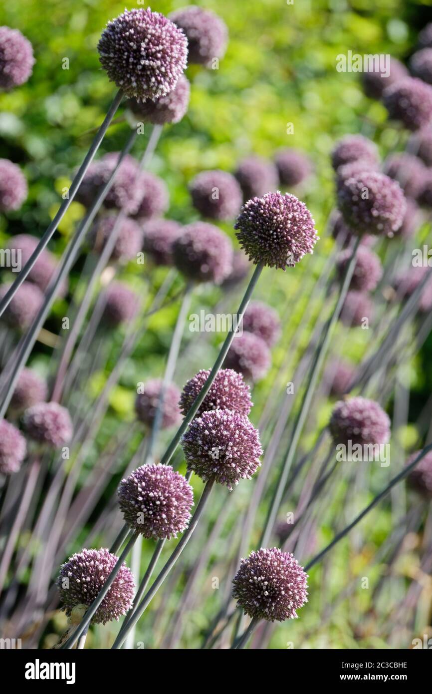 Blass mauve/weiße Blütenköpfe von Allium 'Summer Drummer' in einer Bordüre Stockfoto