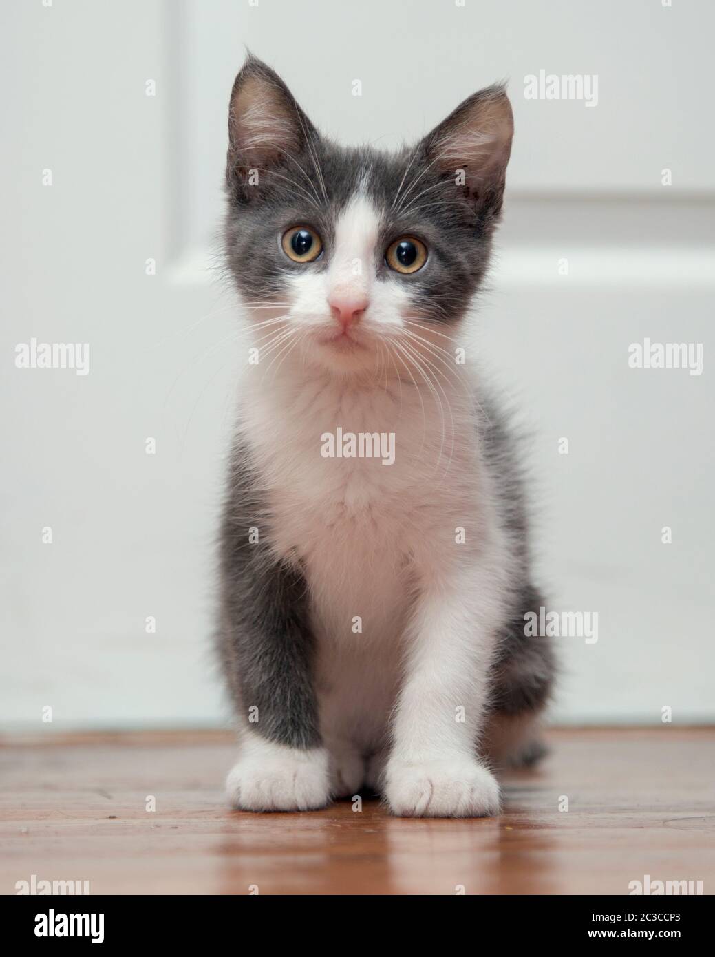 Porträt eines verschwommenen kleinen grauen und weißen Kätzchens Stockfoto