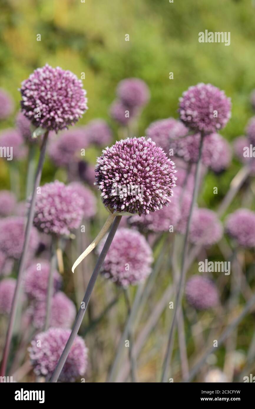 Blass mauve/weiße Blütenköpfe von Allium 'Summer Drummer' in einer Bordüre Stockfoto