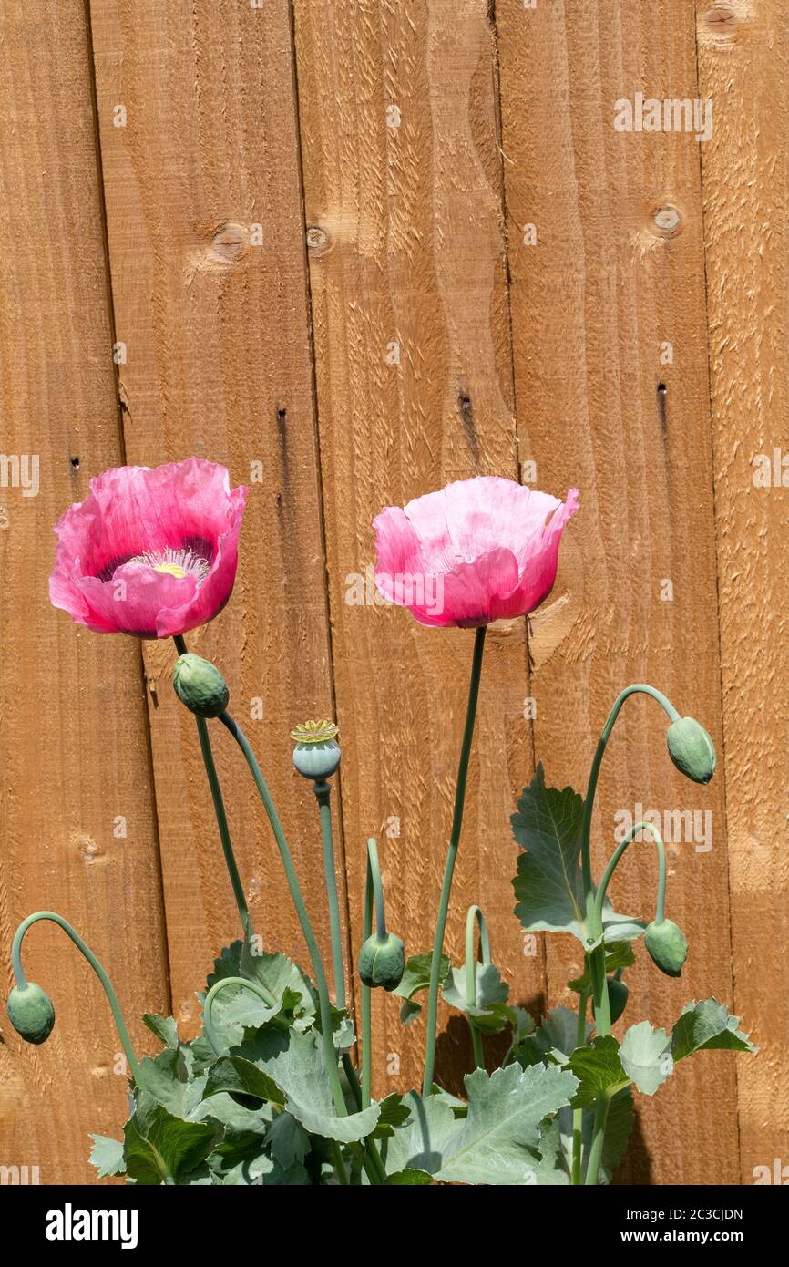 Schöne rosa Opium Poppy Blüten in Blume mit einem Zaun Panel Hintergrund in einem Garten in Alsager Cheshire England Vereinigtes Königreich Großbritannien Stockfoto