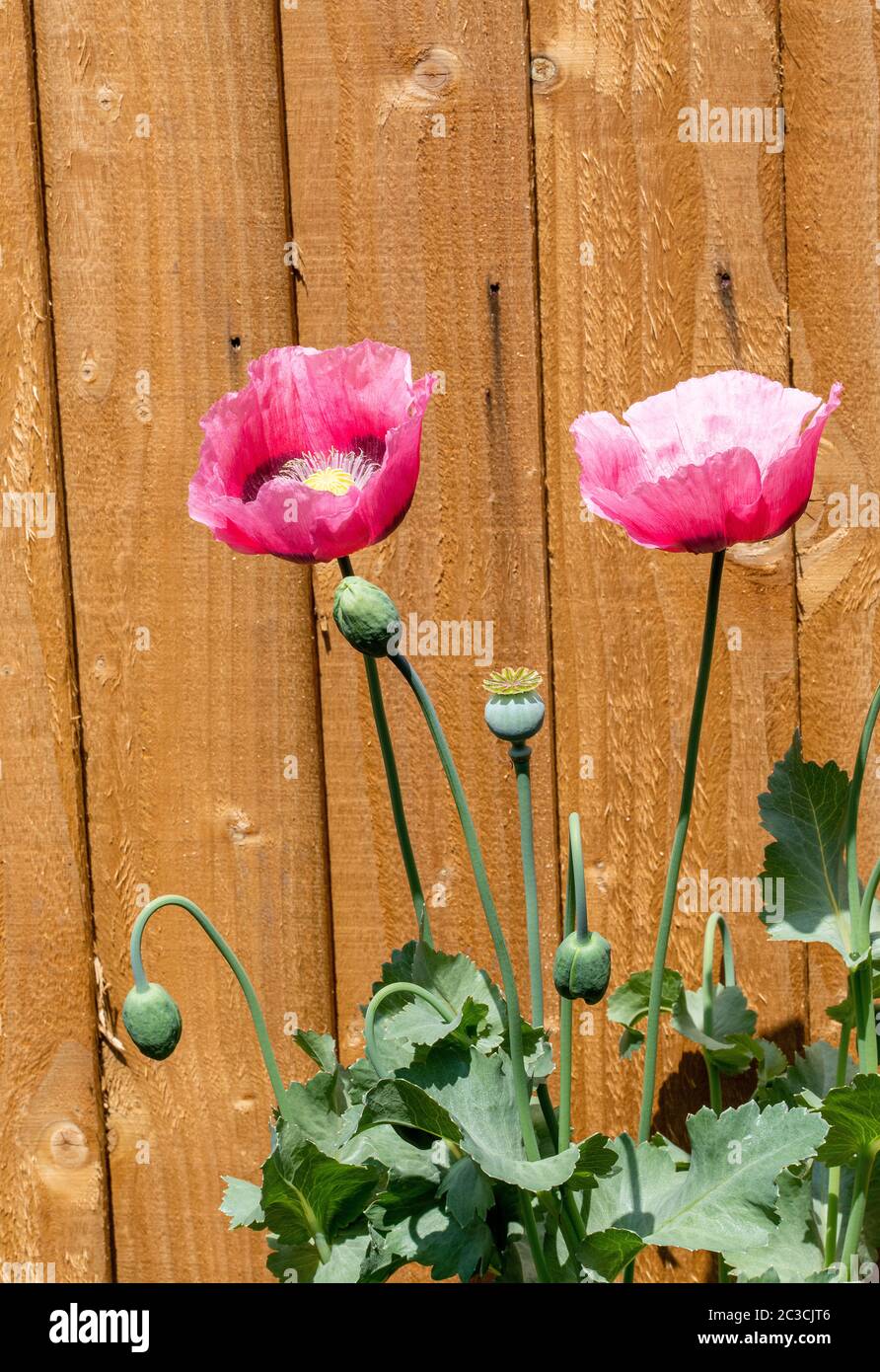 Schöne rosa Opium Poppy Blüten in Blume mit einem Zaun Panel Hintergrund in einem Garten in Alsager Cheshire England Vereinigtes Königreich Großbritannien Stockfoto
