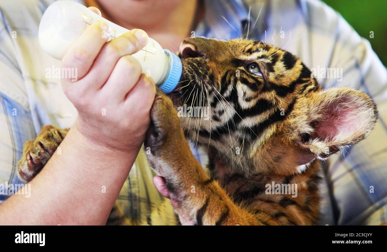 Ein Tiger füttern aus der Flasche Stockfoto
