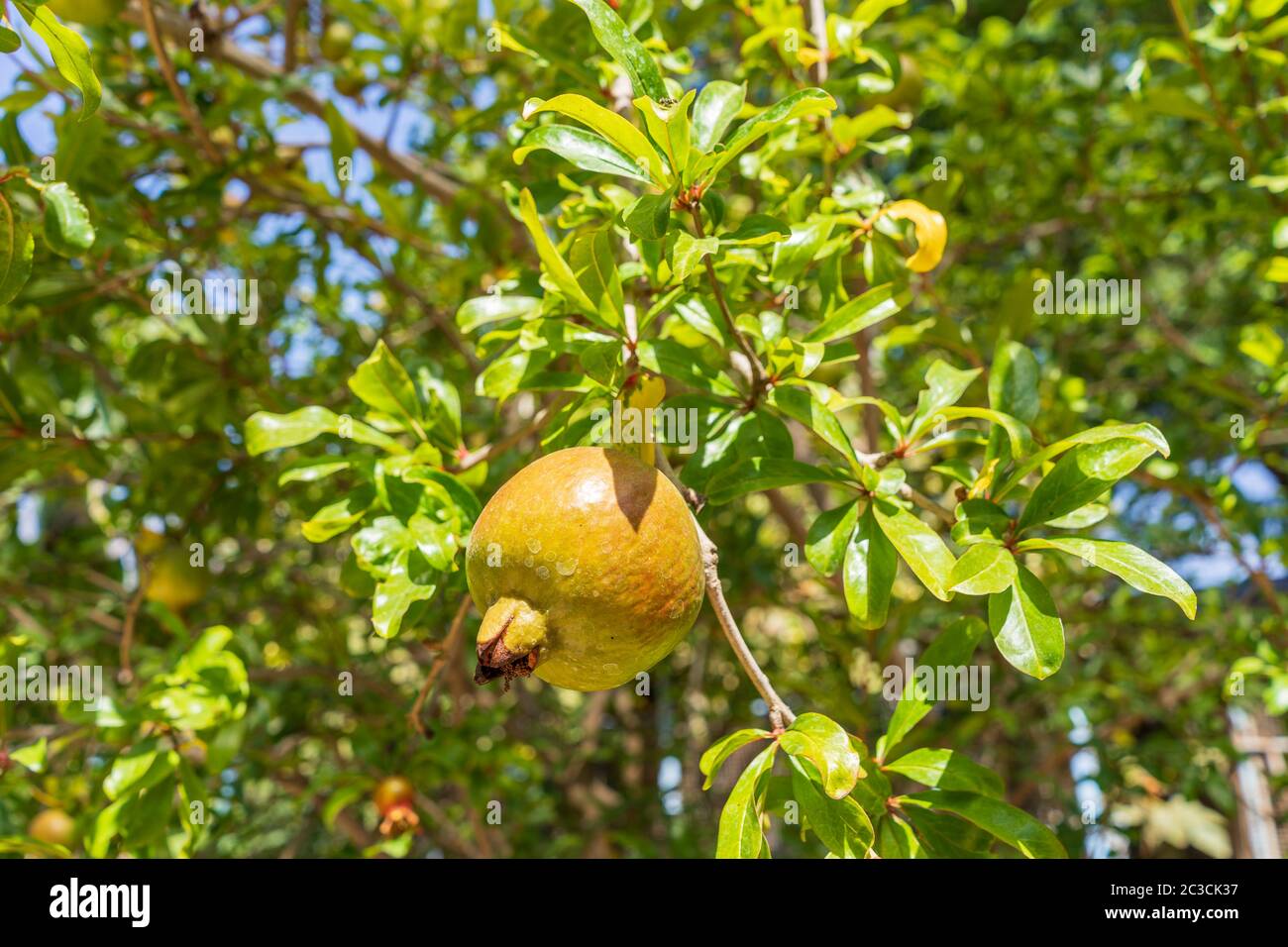 Reifeprozess einer Granatapfelfrucht auf Baumzweig im Garten. Rosch Haschana - Israelisches Neujahrssymbol Stockfoto