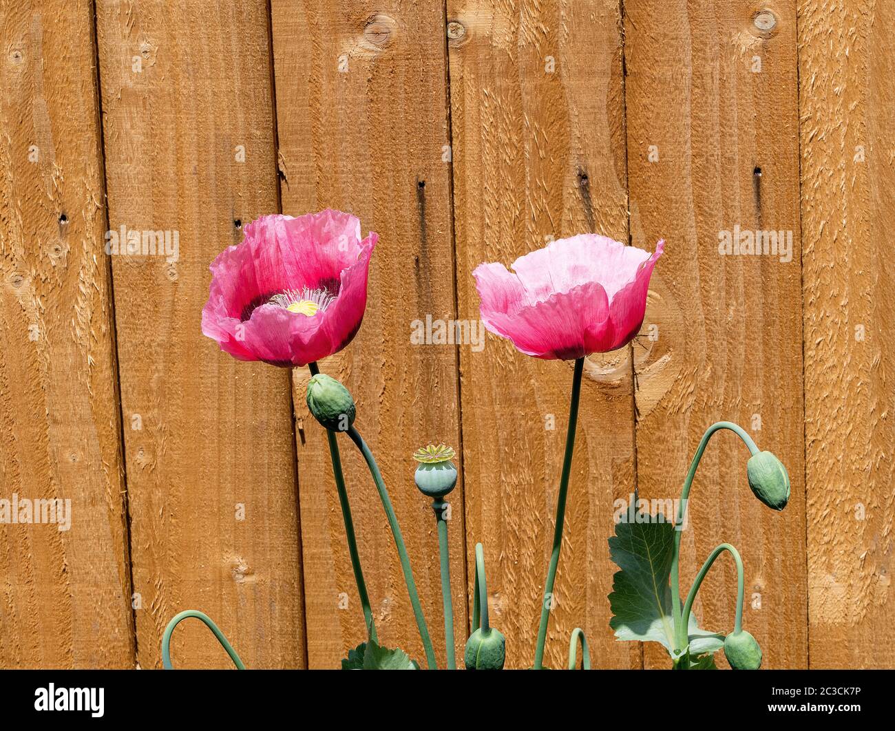 Schöne rosa Opium Poppy Blüten in Blume mit einem Zaun Panel Hintergrund in einem Garten in Alsager Cheshire England Vereinigtes Königreich Großbritannien Stockfoto