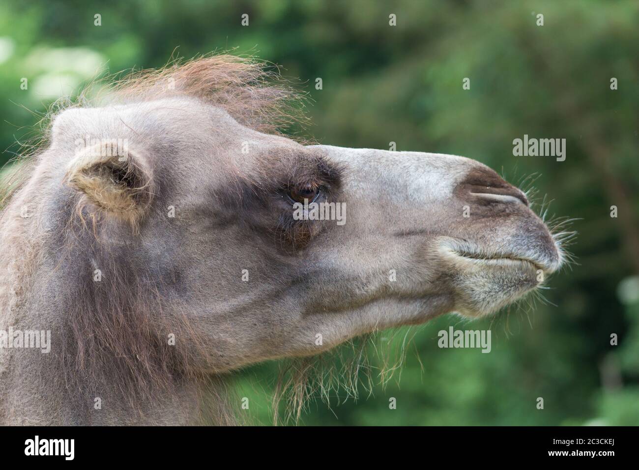 Detailliertes Profil eines Kamelgesichts. Nahaufnahme eines Kamels Stockfoto