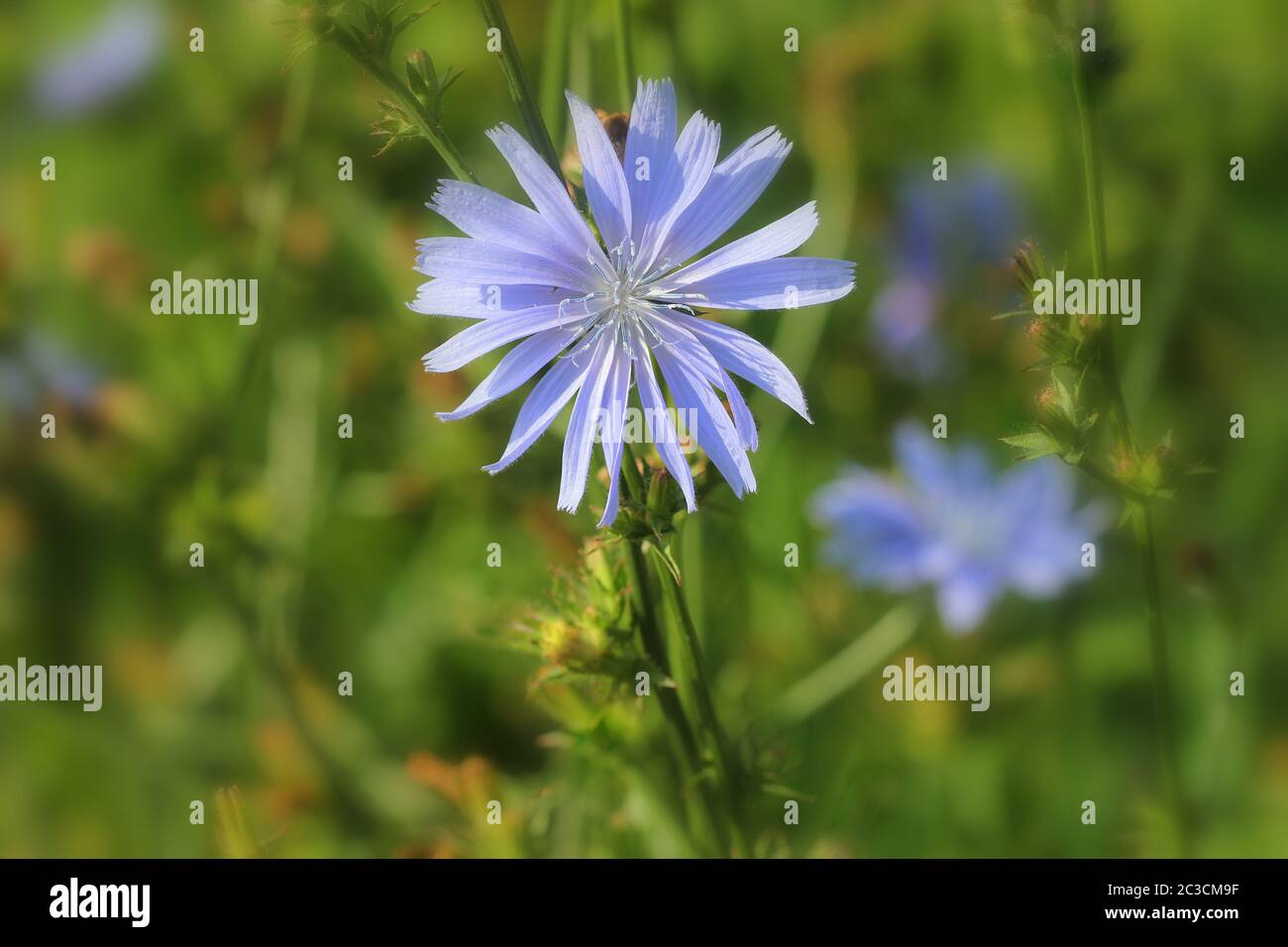 Blaue Blumen, Zichorie Wegwarte wilde Blumen auf dem Feld. Blaue Blume auf die natürlichen Hintergrund. Blume wilder Chicorée Endiviensalat. Cichorium intybus. Stockfoto