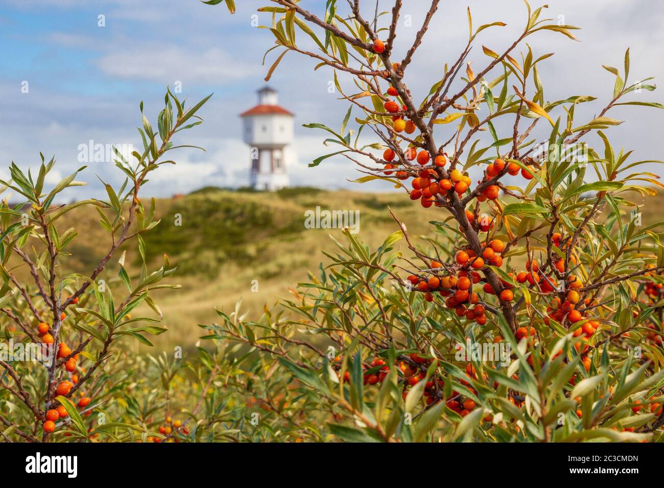 Ein Sanddornbusch auf der ostfriesischen Insel Langeoog mit einem Leuchtturm im Hintergrund. Stockfoto