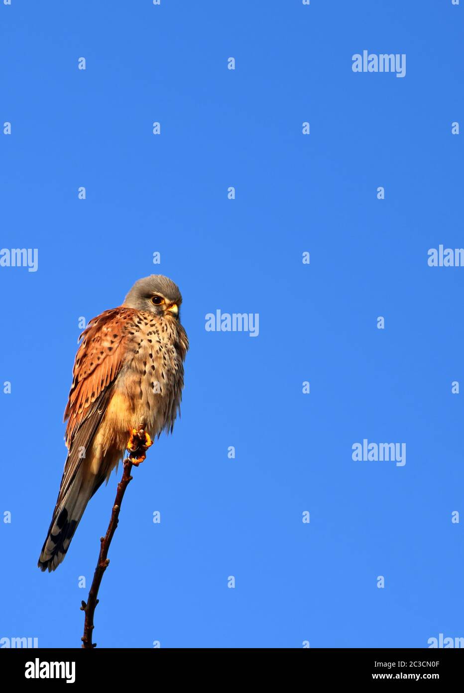Kestrel Falco tinnunculus auf seinem Sitz Stockfoto