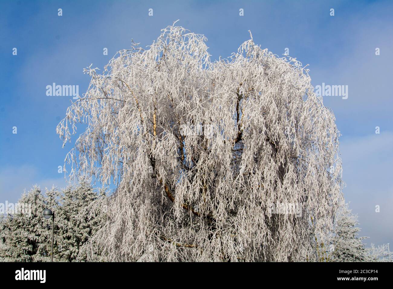 Kalter Winter in der Eifel in Deutschland Stockfoto