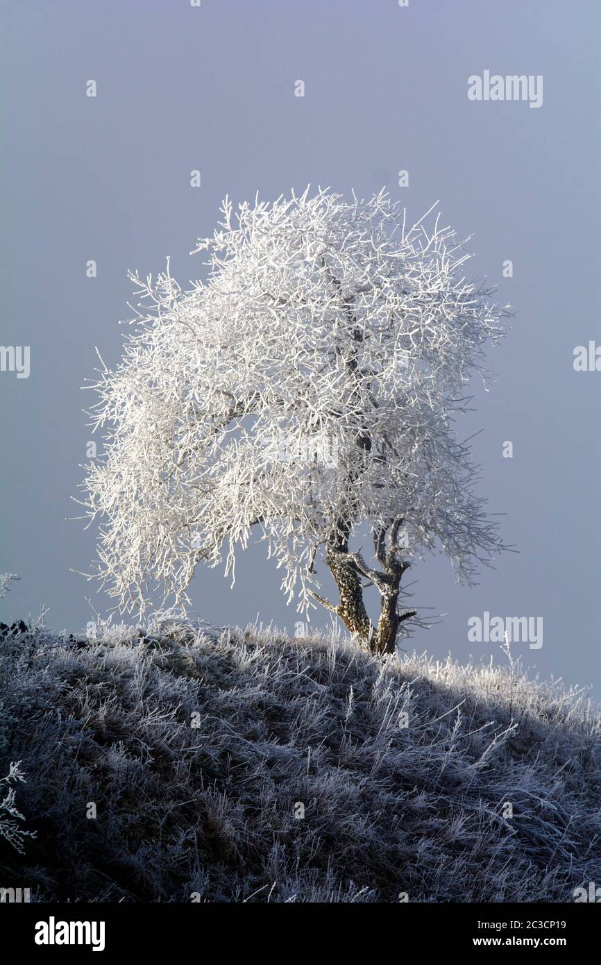 Kalter Winter in der Eifel in Deutschland Stockfoto