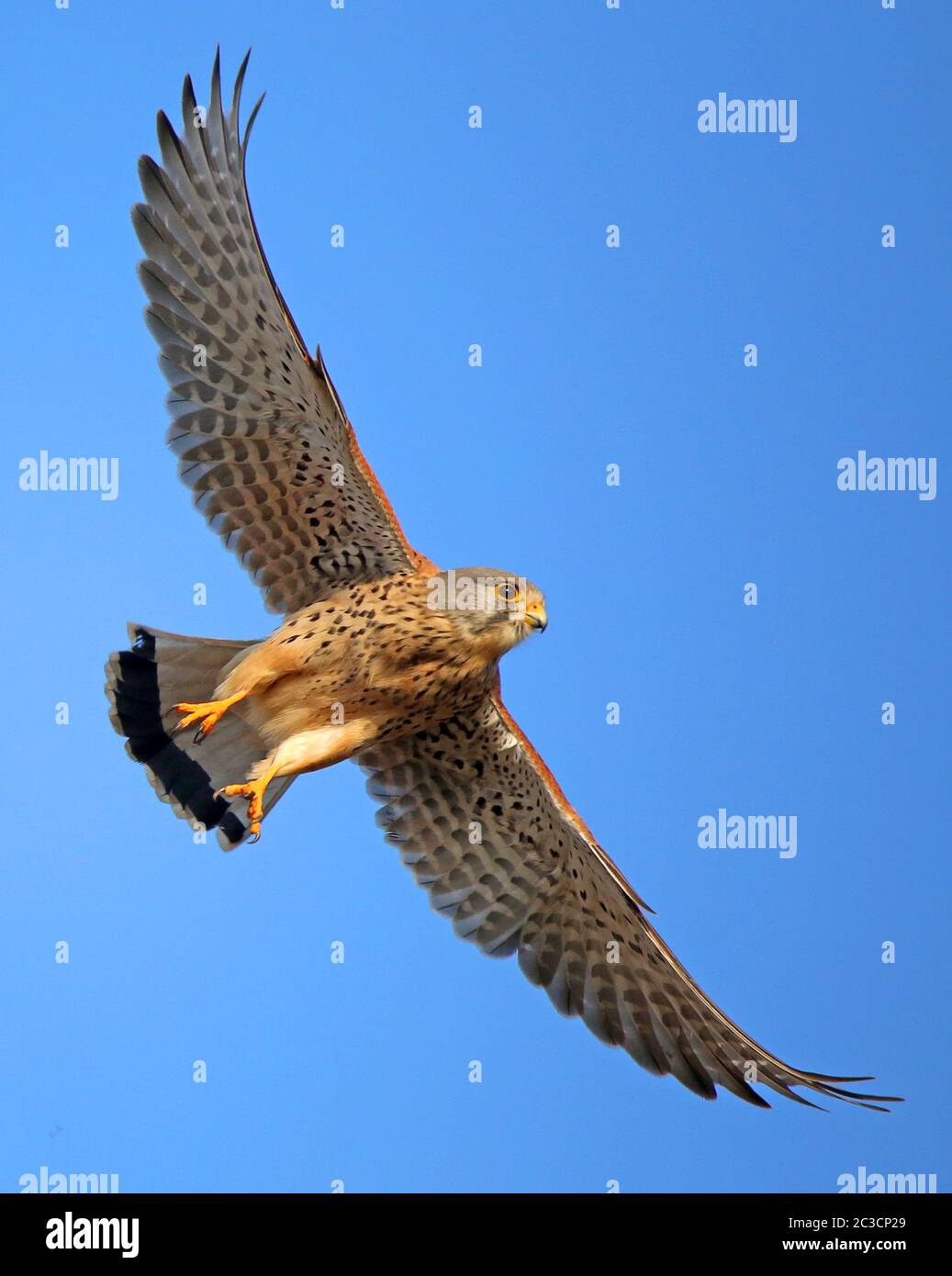 Turmfalken Falco Tinnunculus im Flug Stockfoto