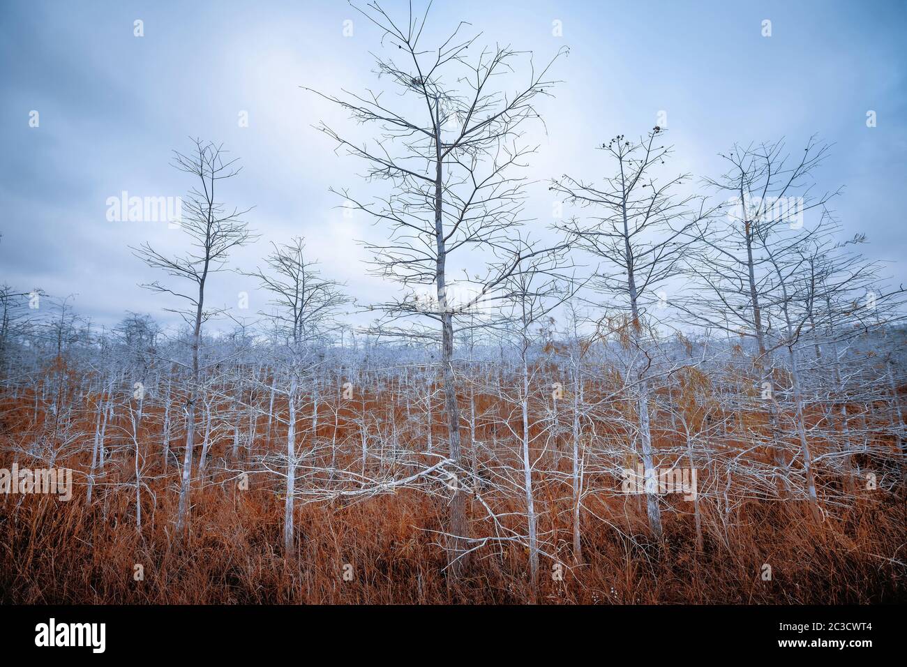 Die Natur der everglades, florida Stockfoto