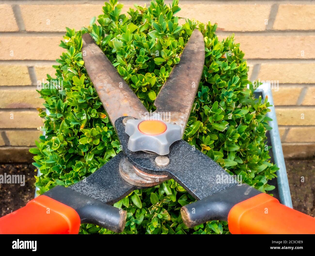 Nahaufnahme eines Paares von Baumschere gerade kurz vor dem Schneiden der Oberseite einer kleinen Box Hecke, wächst in einem quadratischen Topf außerhalb. Stockfoto