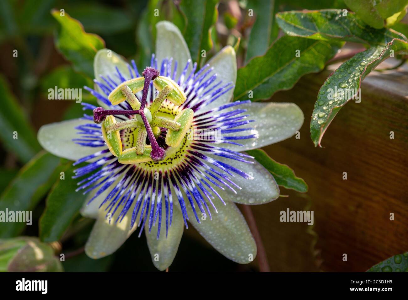 Eine Nahaufnahme der Passionsblume, eine besondere Blume, die für ein paar Tage blüht, aufgenommen in der Provinz Overijssel in den Niederlanden Stockfoto