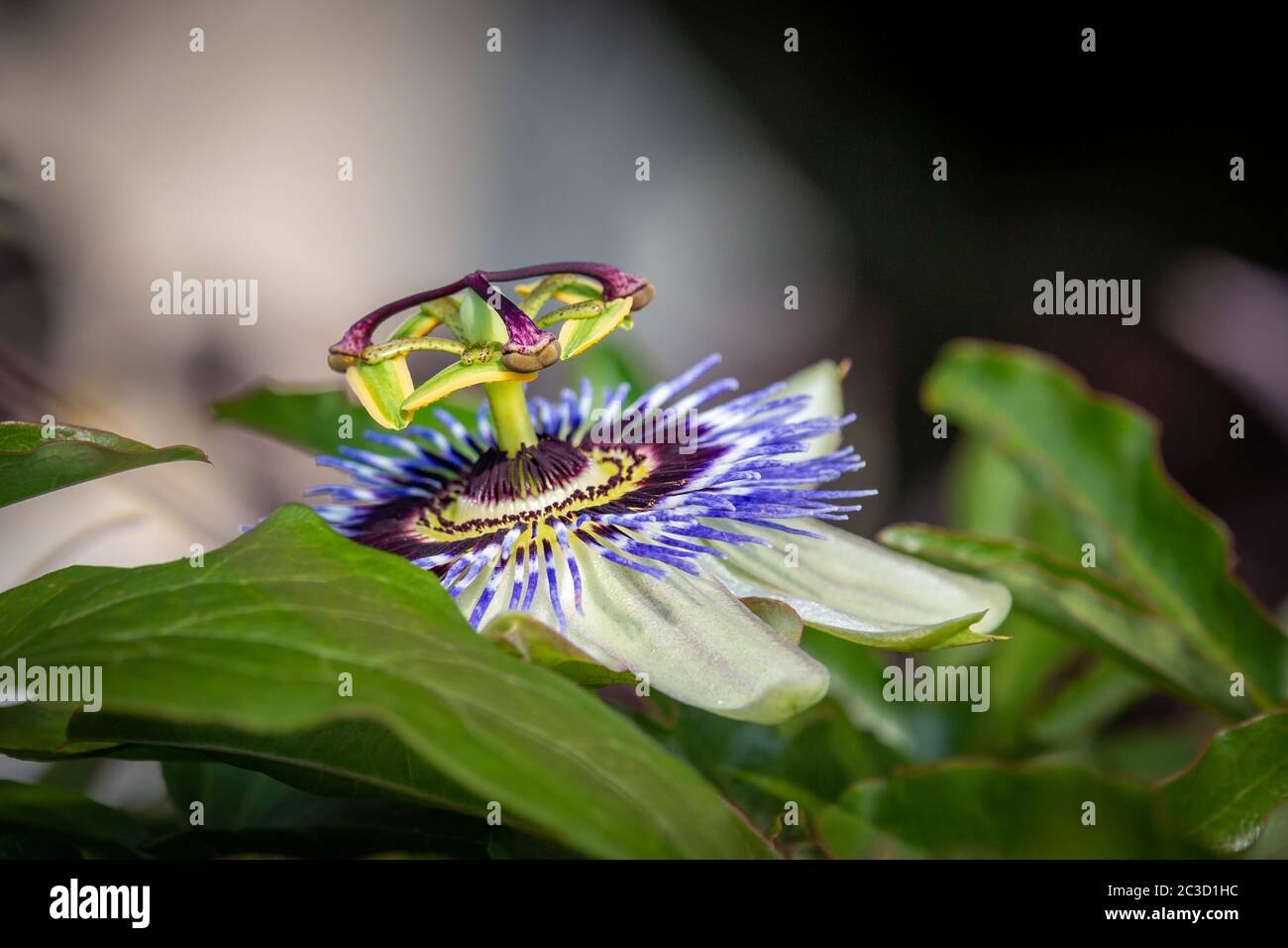 Eine Nahaufnahme der Passionsblume, eine besondere Blume, die für ein paar Tage blüht, aufgenommen in der Provinz Overijssel in den Niederlanden Stockfoto