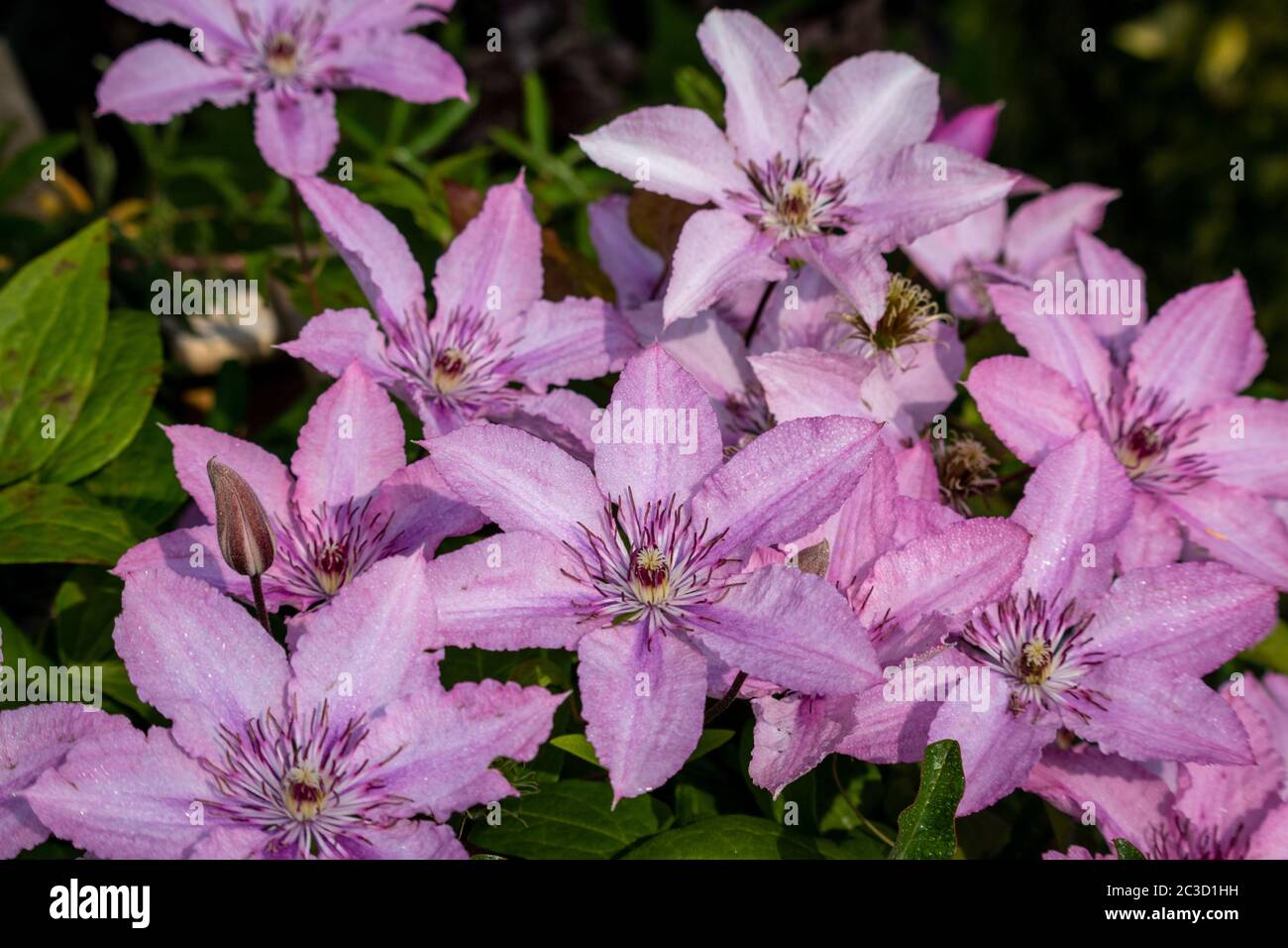 Clematis eine schöne Kletterpflanze mit schönen großen rosa Blumen, Foto in den Niederlanden, Provinz Overijssel Stockfoto