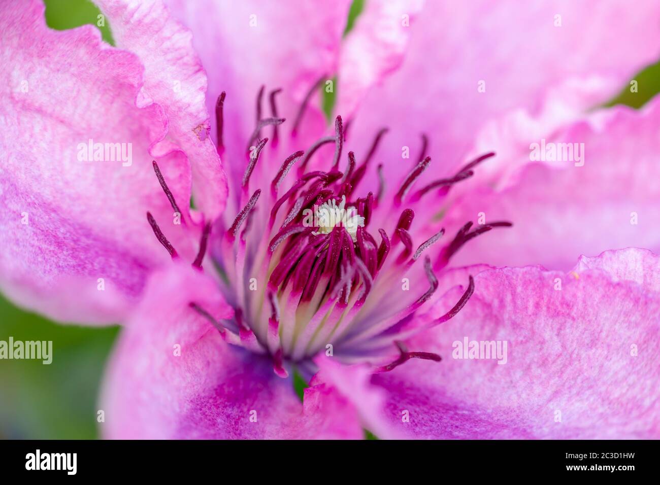 Clematis eine schöne Kletterpflanze mit schönen großen rosa Blumen, Foto in den Niederlanden, Provinz Overijssel Stockfoto