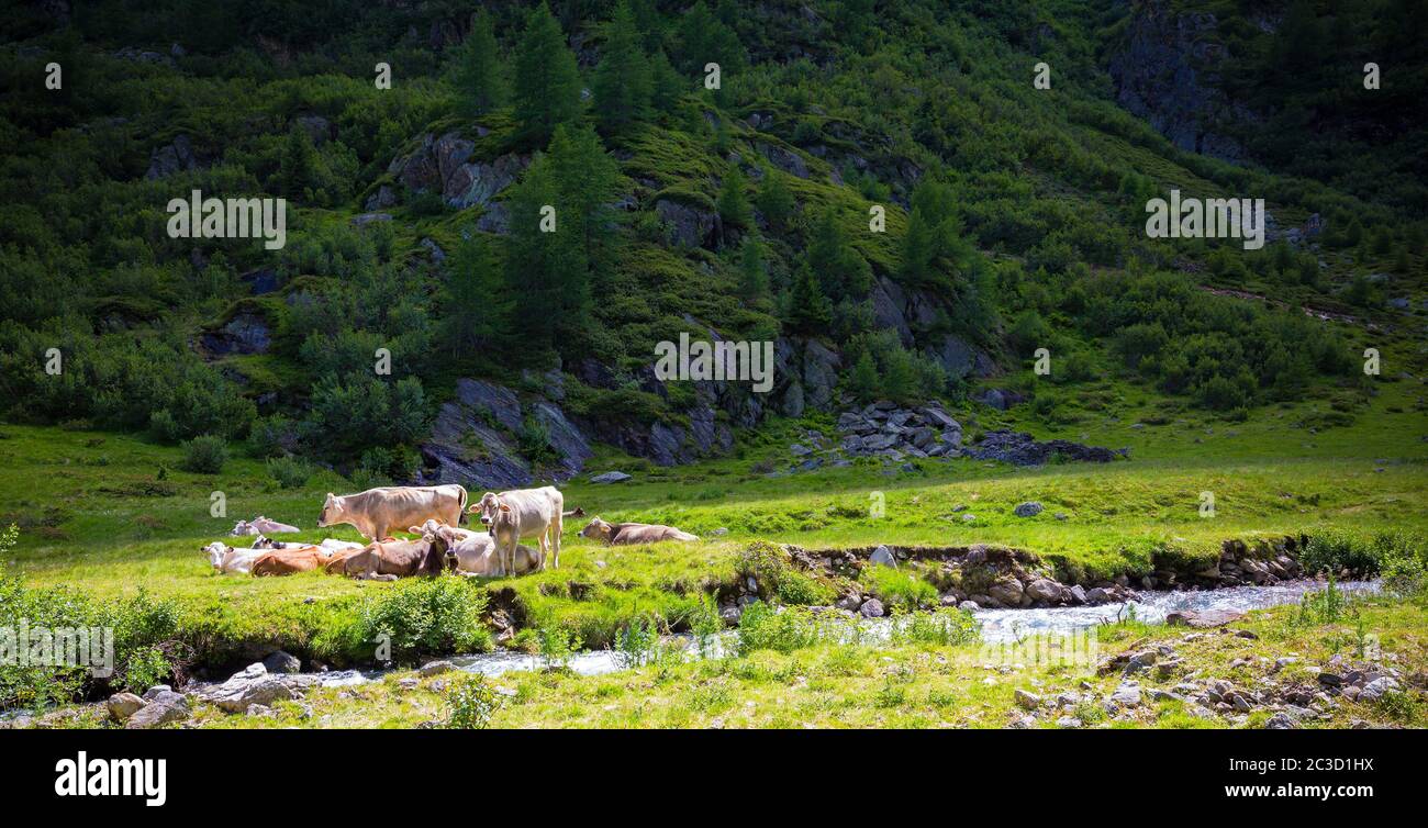 Weidende Kühe - Nachmittagssiesta in den alpen Stockfoto