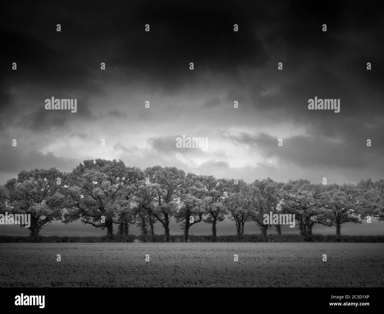Ein Infrarot-Schwarz-Weiß-Bild der englischen Landschaft im Sommer in der Nähe von Wrington, North Somerset, England. Stockfoto