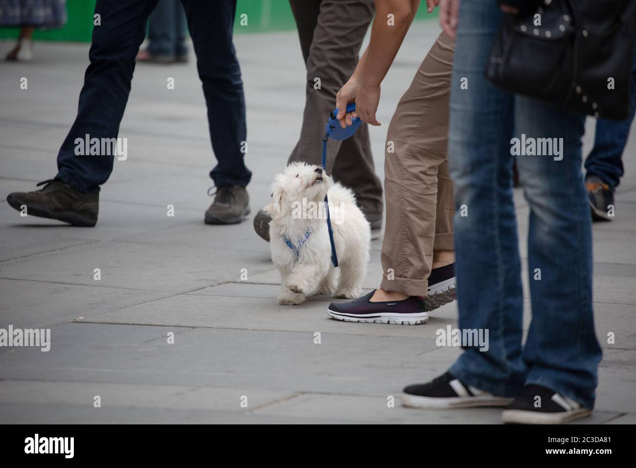 Weißer, zotteliger Hund an der Leine geht mit dem Besitzer auf einer überfüllten Straße. Haustierpflege-Konzept Stockfoto