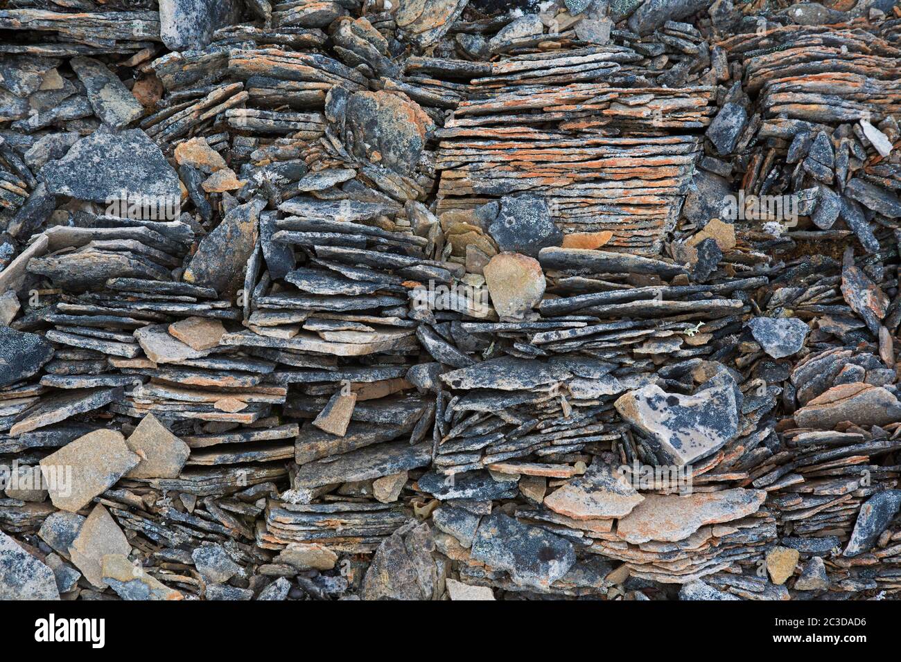 Nahaufnahme von zerbrochenem Sedimentgestein, Schiefer / Schiefer, die durch Frostverwitterung auf Spitzbergen, Norwegen, entlang bestehender Fugen gebrochen wurden Stockfoto