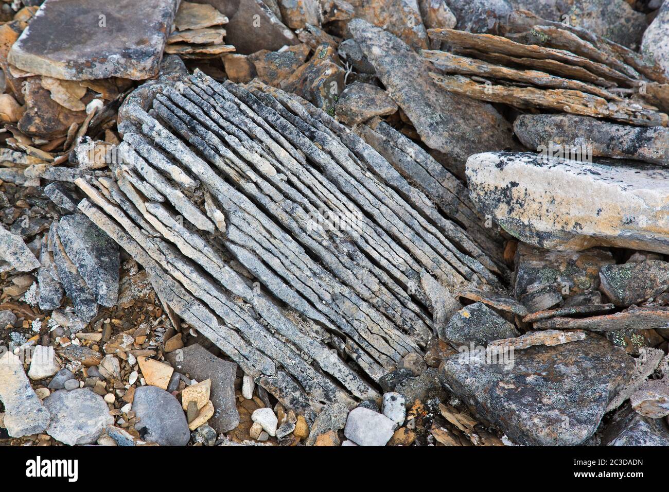 Nahaufnahme von zerbrochenem Sedimentgestein, Schiefer / Schiefer, die durch Frostverwitterung auf Spitzbergen, Norwegen, entlang bestehender Fugen gebrochen wurden Stockfoto