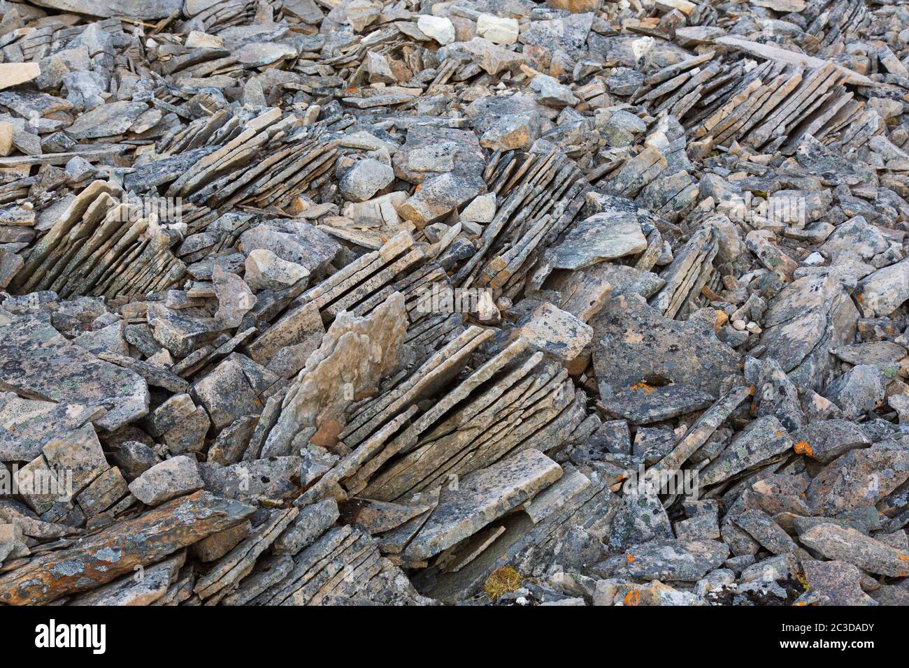 Nahaufnahme von zerbrochenem Sedimentgestein, Schiefer / Schiefer, die durch Frostverwitterung auf Spitzbergen, Norwegen, entlang bestehender Fugen gebrochen wurden Stockfoto