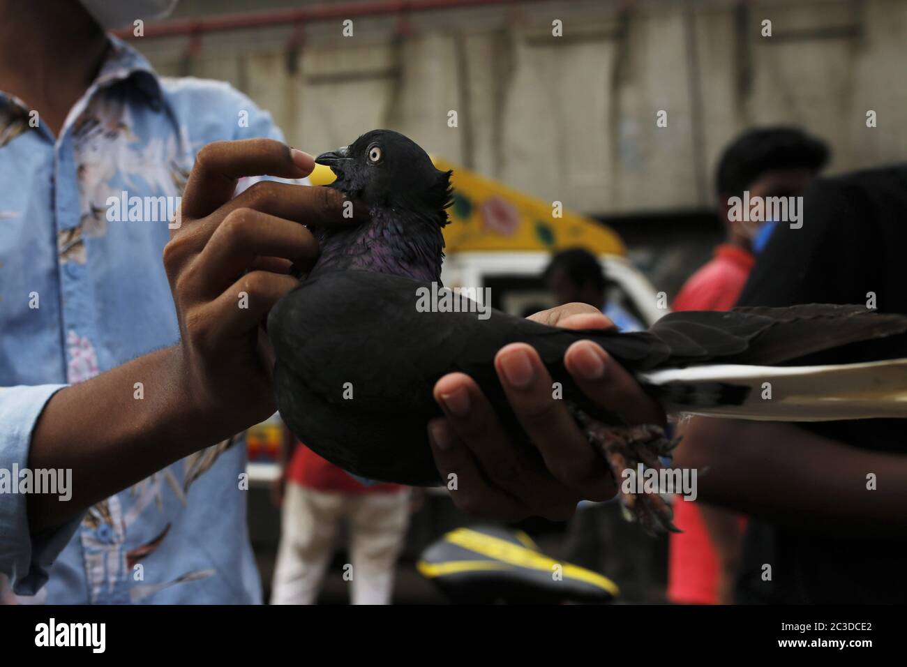 Dhaka, Bangladesch. Juni 2020. Ein Kunde inspiziert eine Taube auf einem wöchentlichen Viehmarkt in der Nähe von Gulistan, Dhaka. Kredit: MD Mehedi Hasan/ZUMA Wire/Alamy Live Nachrichten Stockfoto