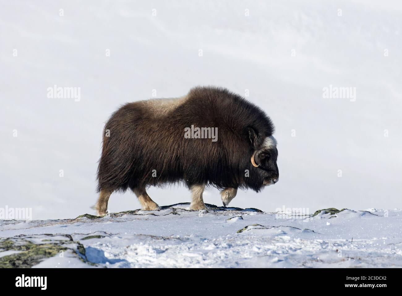 Muskoxkuh (Ovibos moschatus) Portrait des Weibchens, das im Winter auf einer schneebedeckten Tundra auf der Nahrungssuche ist, Dovrefjell-Sunndalsfjella Nationalpark, Norwegen Stockfoto