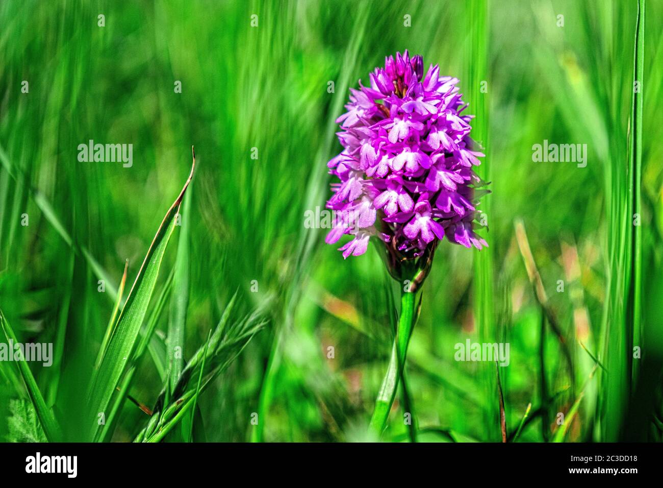 Pyramiden-Orchidee (Anacamptis) Chalkland-Orchidee gefunden auf Chalk Grass Land in Kent UK Stockfoto