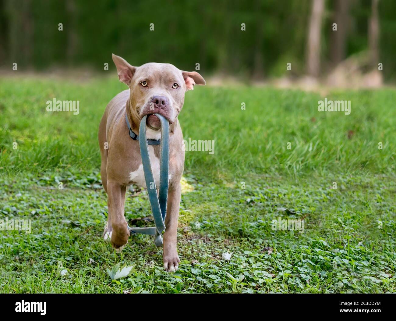 Ein Pit Bull Terrier Mischlingshund mit einer Leine im Mund, bereit für einen Spaziergang Stockfoto