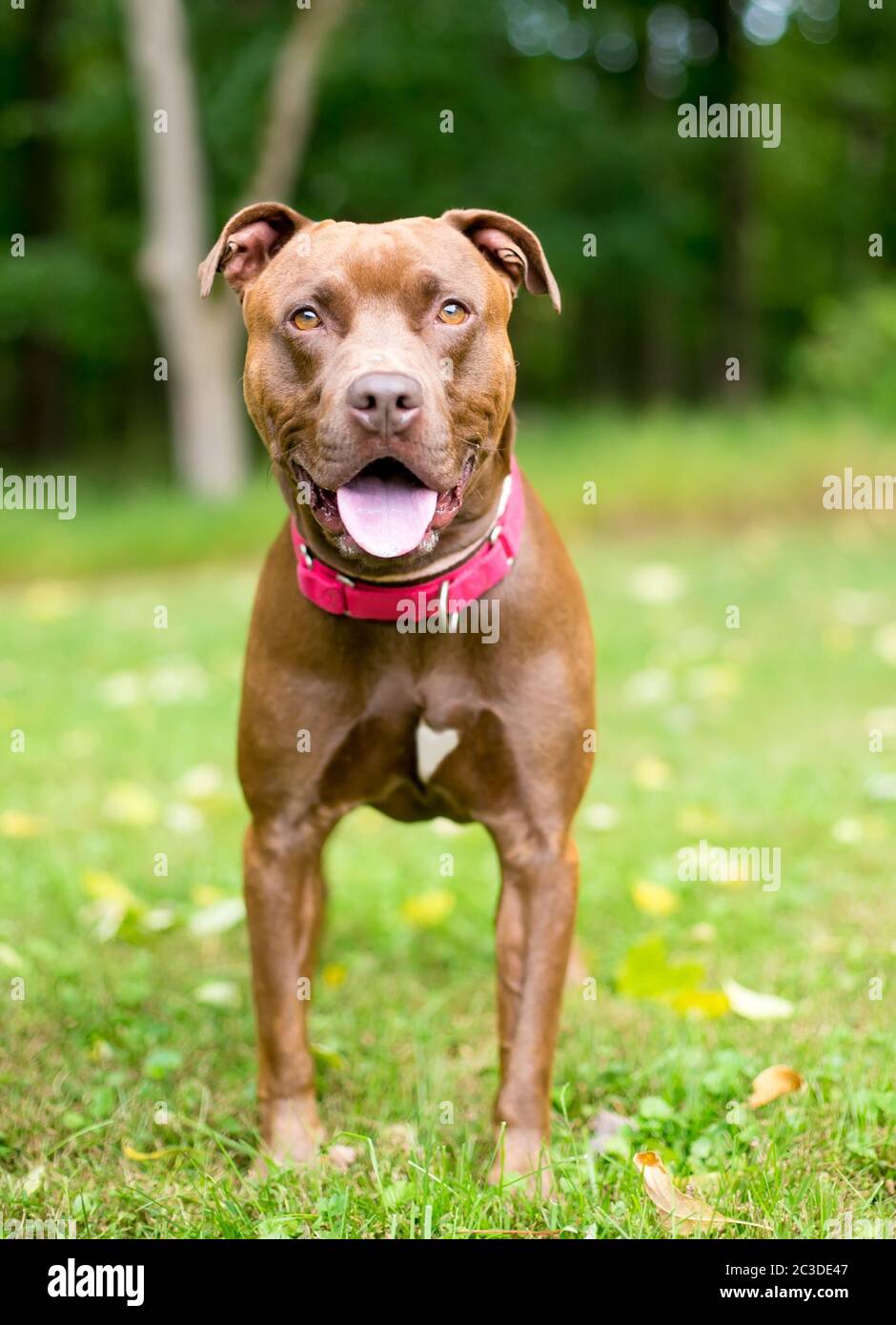Ein Pit Bull Terrier x Labrador Retriever Mischlingshund mit einem fröhlichen Ausdruck und einem herzförmigen Zeichen auf der Brust Stockfoto