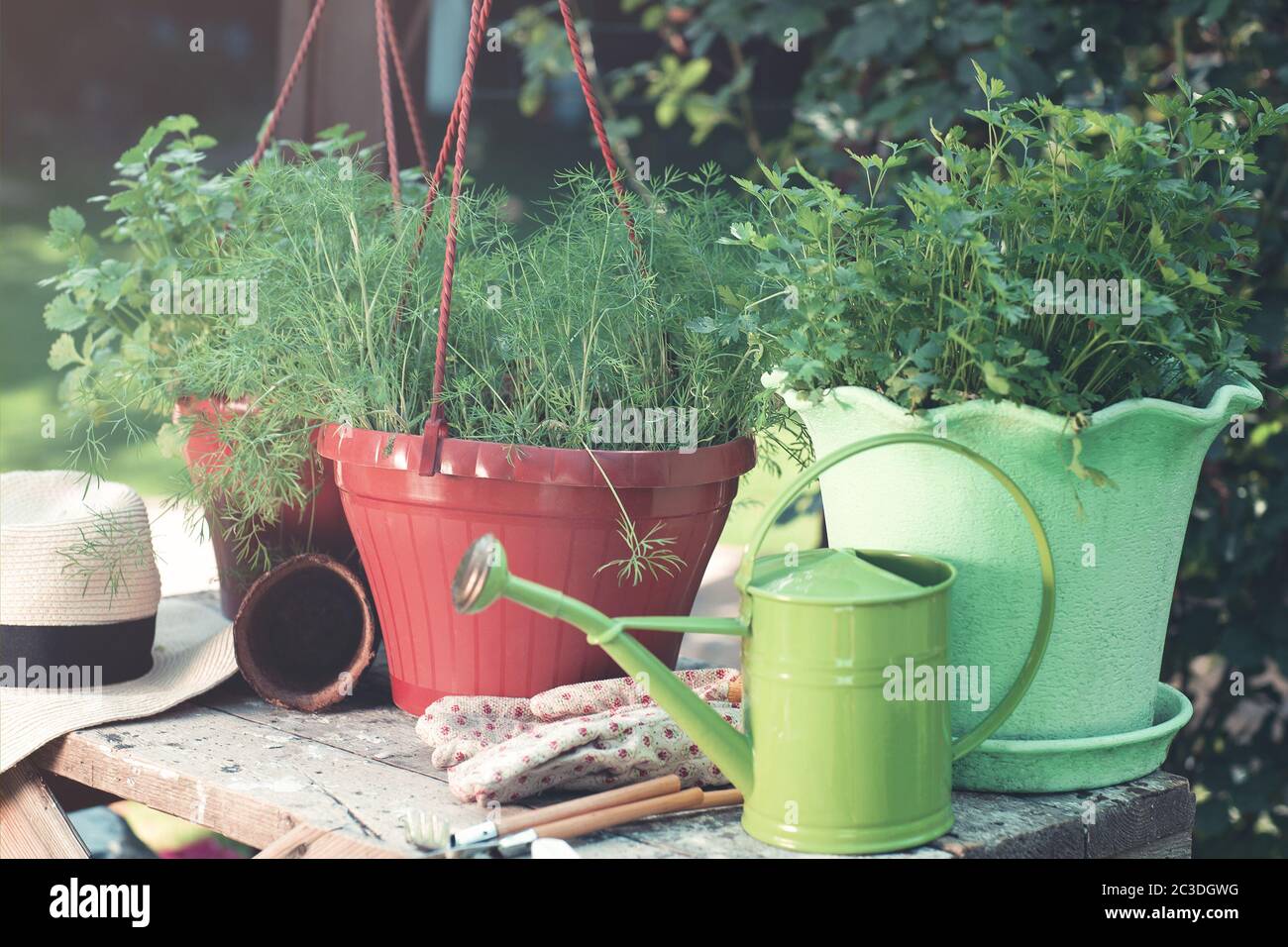 Gartenkräuter in bunten Töpfen Stockfoto