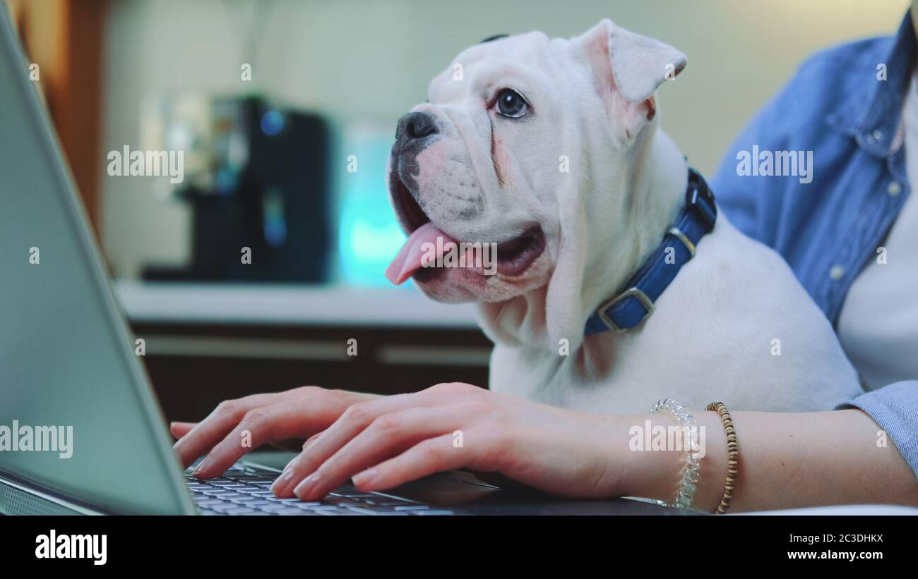 Frau, die aus der Ferne am Computer mit Bulldogge Welpen auf den Knien, sitzt in der Küche zu Hause. Stockfoto
