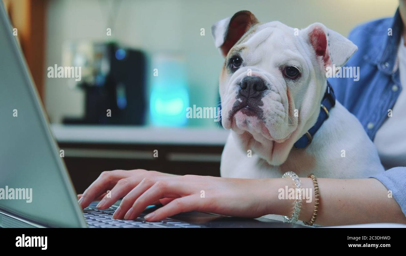 Frau, die aus der Ferne am Computer mit Bulldogge Welpen auf den Knien, sitzt in der Küche zu Hause. Stockfoto
