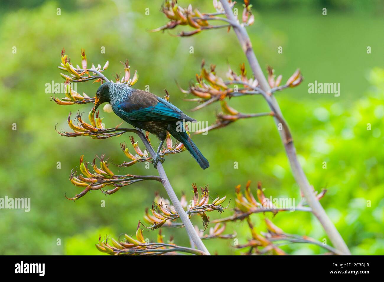 Ein tui (Prosthemadera novaeseelandiae), ein endemischer Singvogel, füttert Nektar auf einer Flachsblüte bei Zealandia, früher bekannt als Karori Wildli Stockfoto