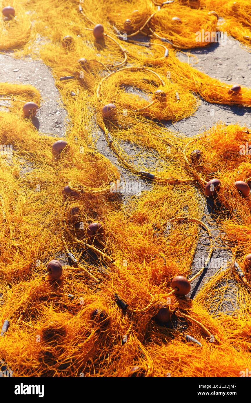 Golden Angeln ordentlich mit Schwimmern Stockfoto