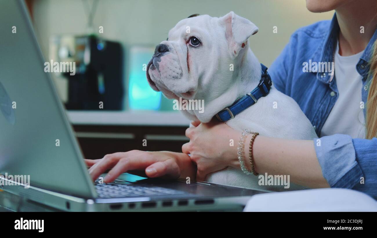 Weiße Bulldogge sitzt auf den Knien der Frau, während sie am Computer tippt. Sie arbeitet in der Küche zu Hause. Stockfoto