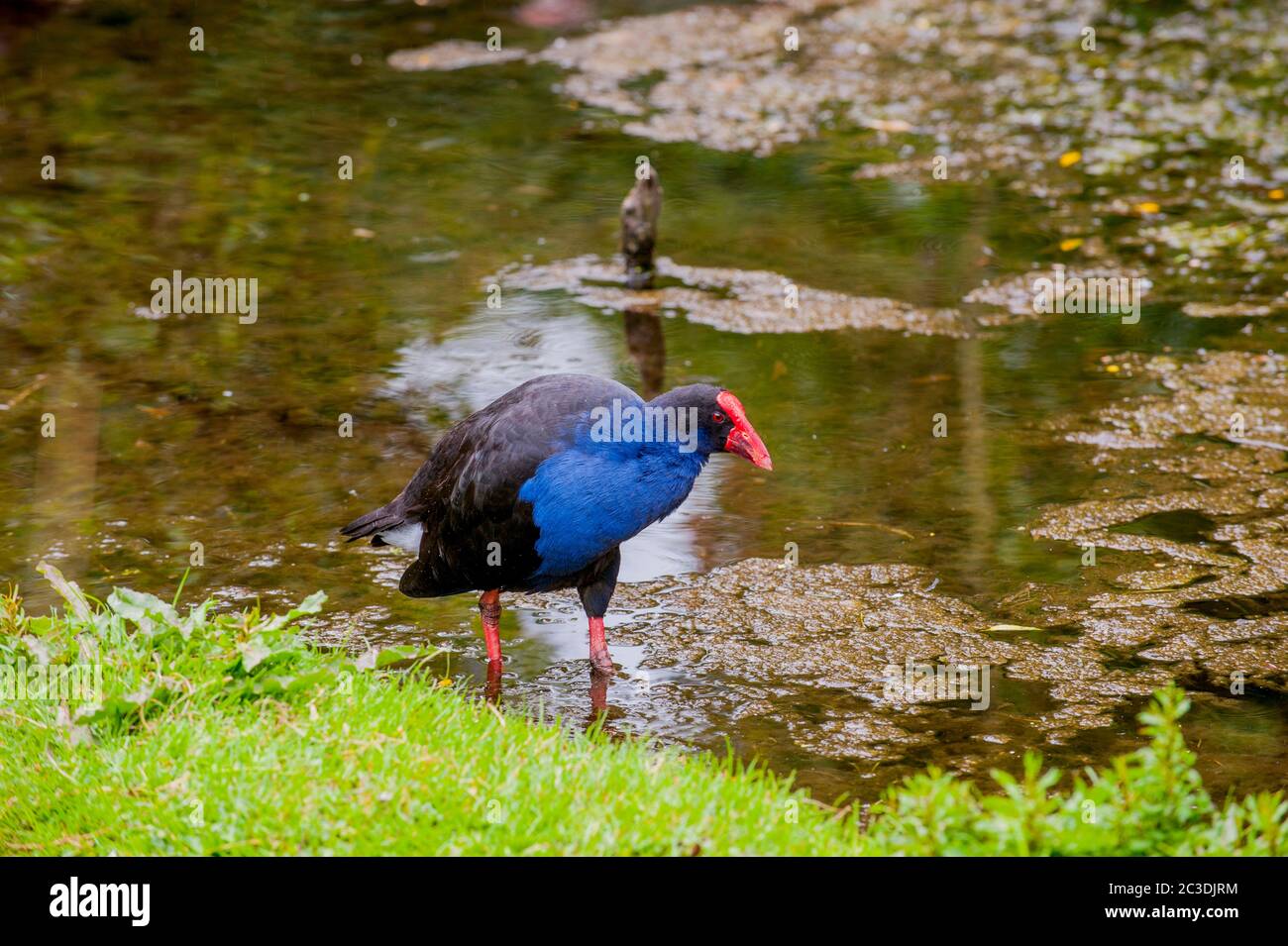Ein Pukeko (Porphyrio melanotus) im Willowbank Wildlife Reserve bei Christchurch auf der Südinsel in Neuseeland. Stockfoto