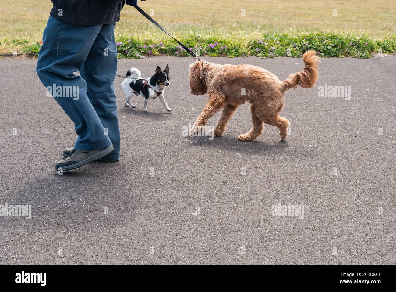Zwei Hunde auf Leads treffen. Man hat seinen Rücken gewölbt in Vorsicht oder Besorgnis. Die Beine eines Mannes sind zu sehen. Stockfoto