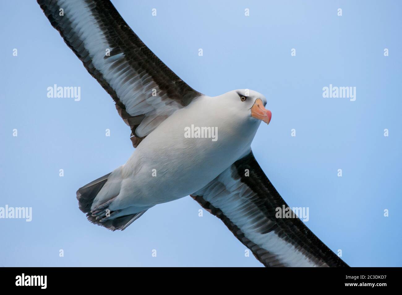 Nahaufnahme eines Campbell Albatros oder Campbell mollymawk (Thalassarche impavida) im Flug nahe Campbell Island, einer sub-antarktischen Insel im Campbell Stockfoto