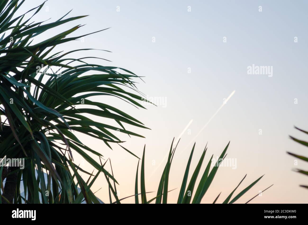 Grüne tropische Pflanze und Spur eines Startflugzeugs Stockfoto