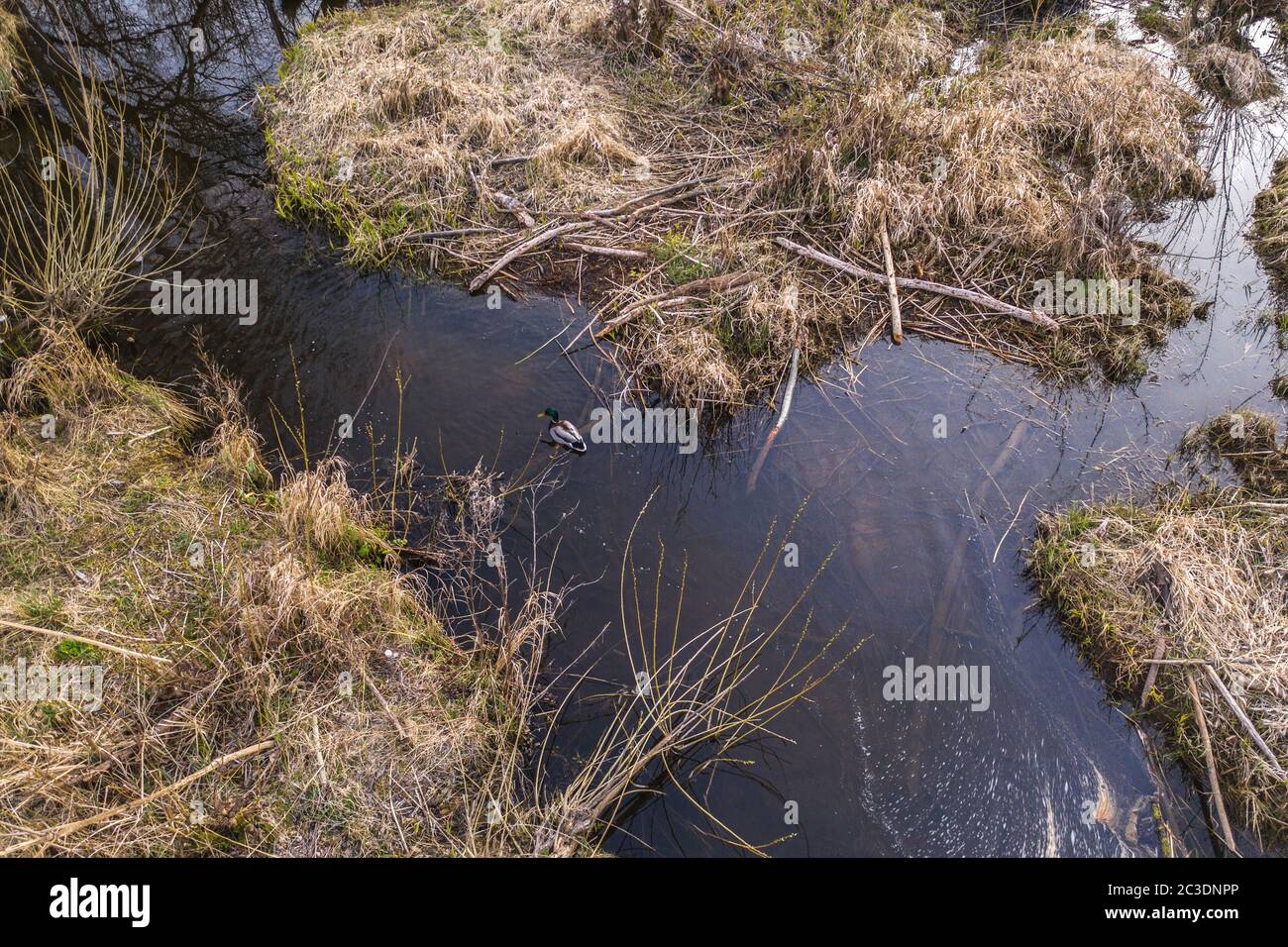 Drone Blick auf einone schwimmende Ente im Sumpfland während des Frühlings Tag. Stockfoto