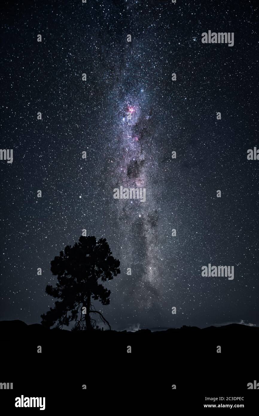Baum unter der Milchstraße Nachthimmel Neuseeland Februar Stockfoto