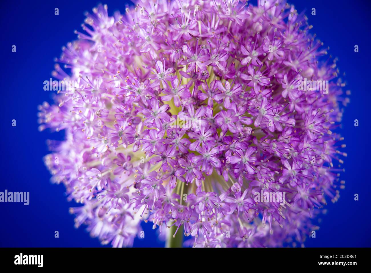 Ein einziger Allium, der in einem Garten in Warwickshire, England, Großbritannien angebaut wird. Allium ist eine Gattung von monokotyledonous blühenden Pflanzen, die Hunderte von Arten umfasst, einschließlich der kultivierten Zwiebel, Knoblauch, Frühlingszwiebel, Schalotte, Lauch und Schnittlauch. Der generische Name Allium ist das lateinische Wort für Knoblauch, und die Art der Gattung ist Allium sativum, was "kultivierter Knoblauch" bedeutet. Stockfoto
