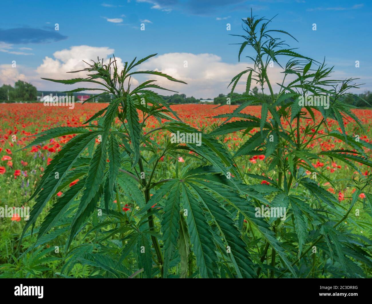 Marihuana Unkrautpflanze und Mohn Feld. Drogenanbau Stockfoto