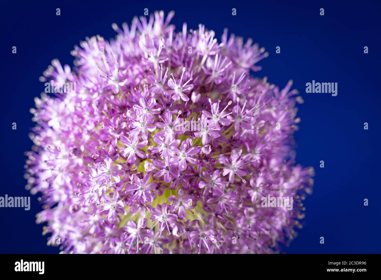 Ein einziger Allium, der in einem Garten in Warwickshire, England, Großbritannien angebaut wird. Allium ist eine Gattung von monokotyledonous blühenden Pflanzen, die Hunderte von Arten umfasst, einschließlich der kultivierten Zwiebel, Knoblauch, Frühlingszwiebel, Schalotte, Lauch und Schnittlauch. Der generische Name Allium ist das lateinische Wort für Knoblauch, und die Art der Gattung ist Allium sativum, was "kultivierter Knoblauch" bedeutet. Stockfoto